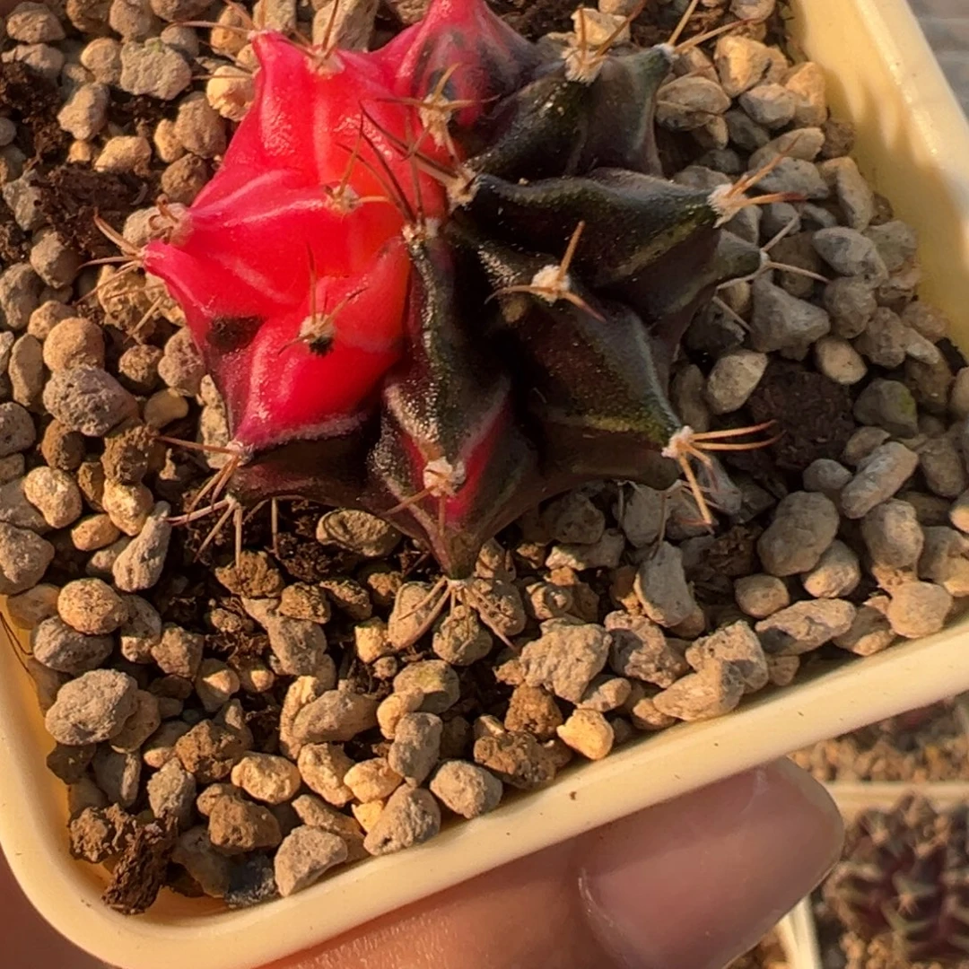 800 好看的米哈冲冲冲
