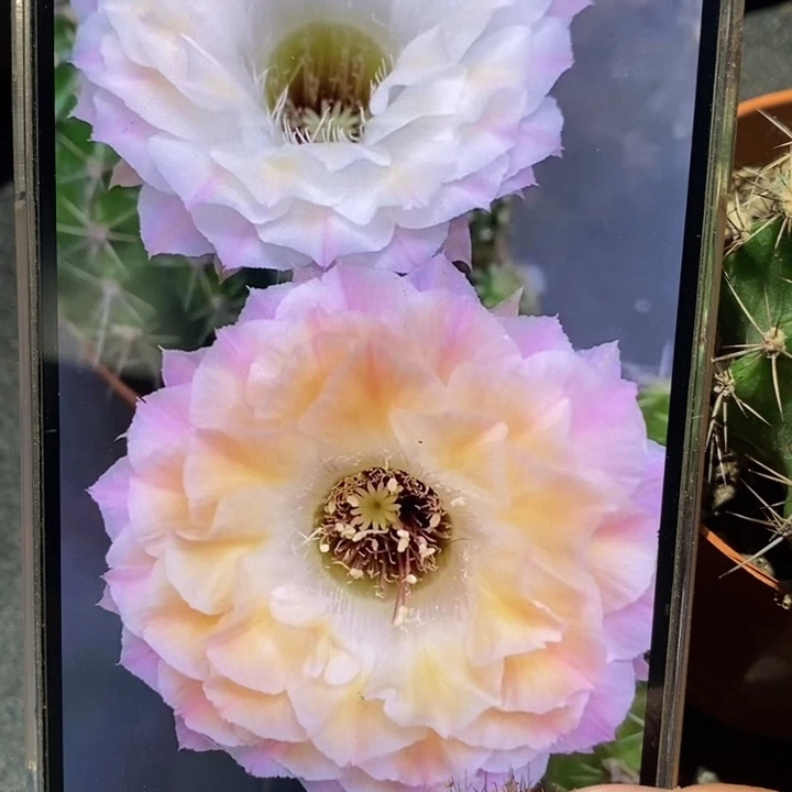 香香58号侧芽2.5公分左右