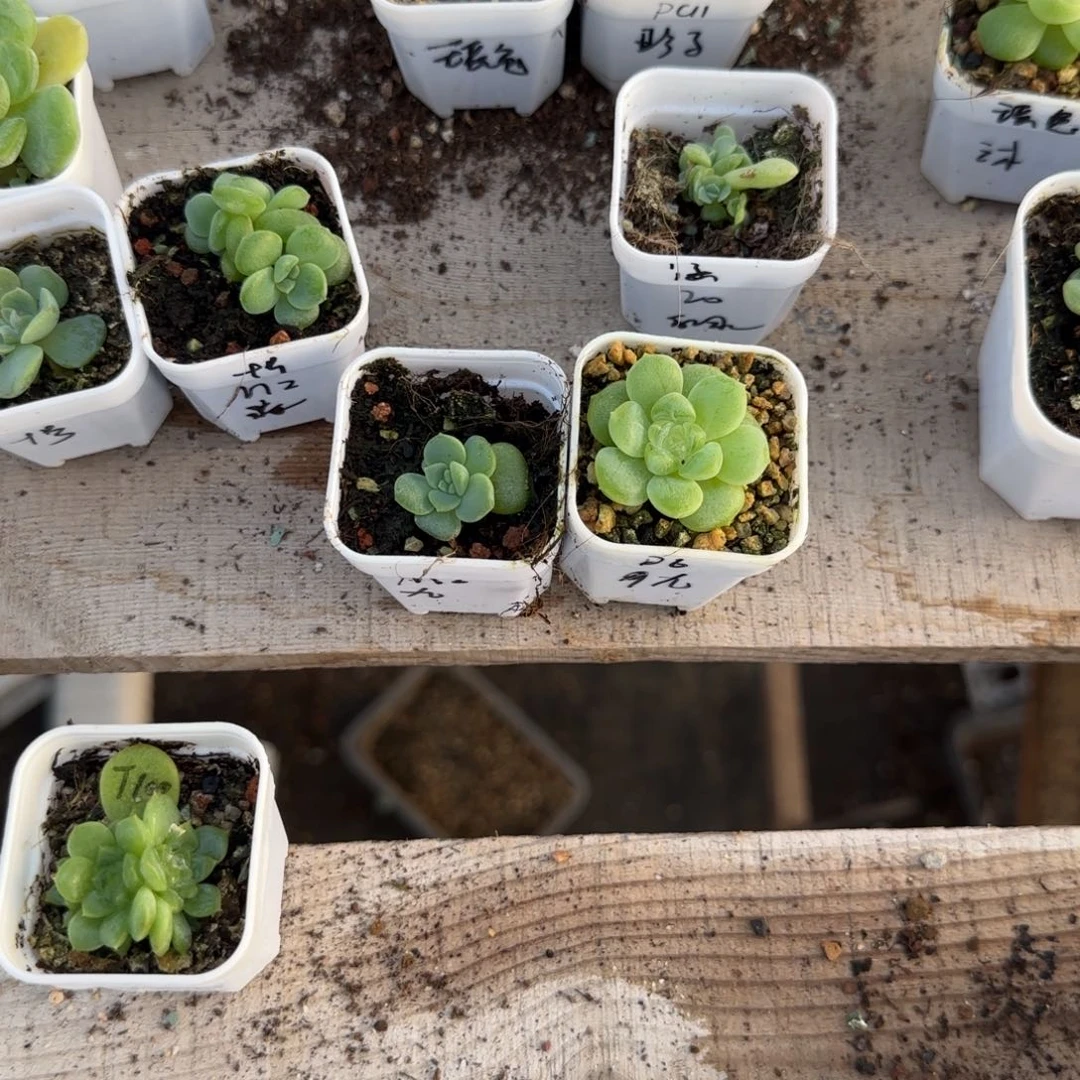 九***裏D6财富／M2 中盆一个满25包邮