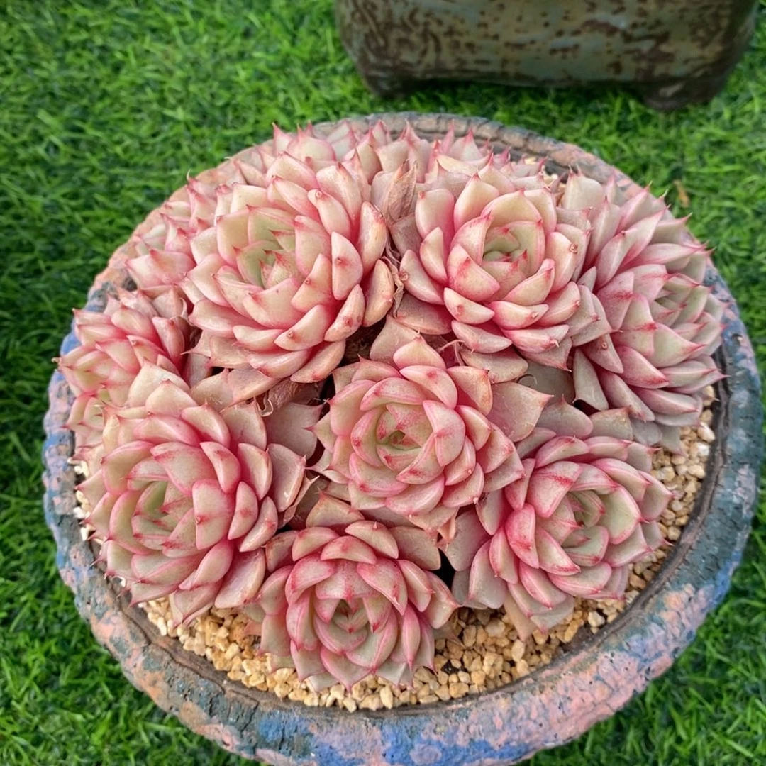 本芭大群自然群，123437564
