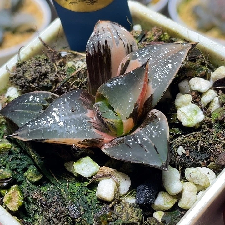 587白凤锦特选福利