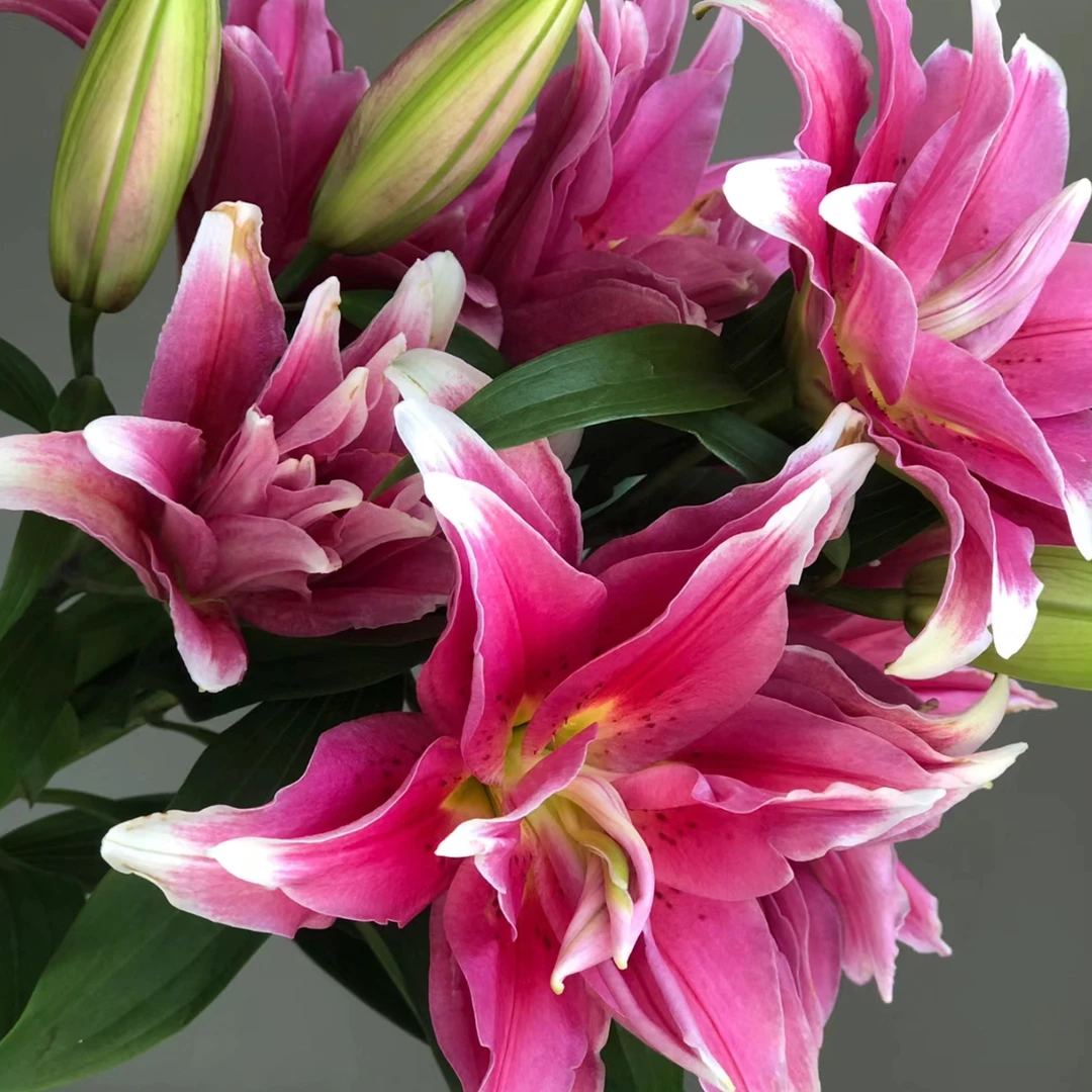 【艾琳娜14-16带盆带土栽好发货】进口香水百合种球阳台盆栽庭院