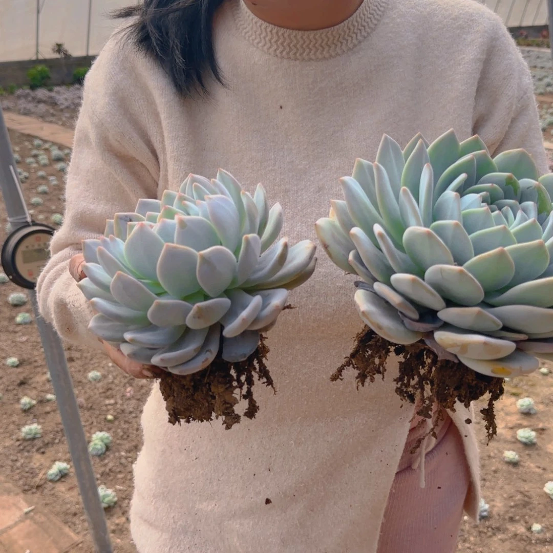 两颗大橙梦露9.9元两颗