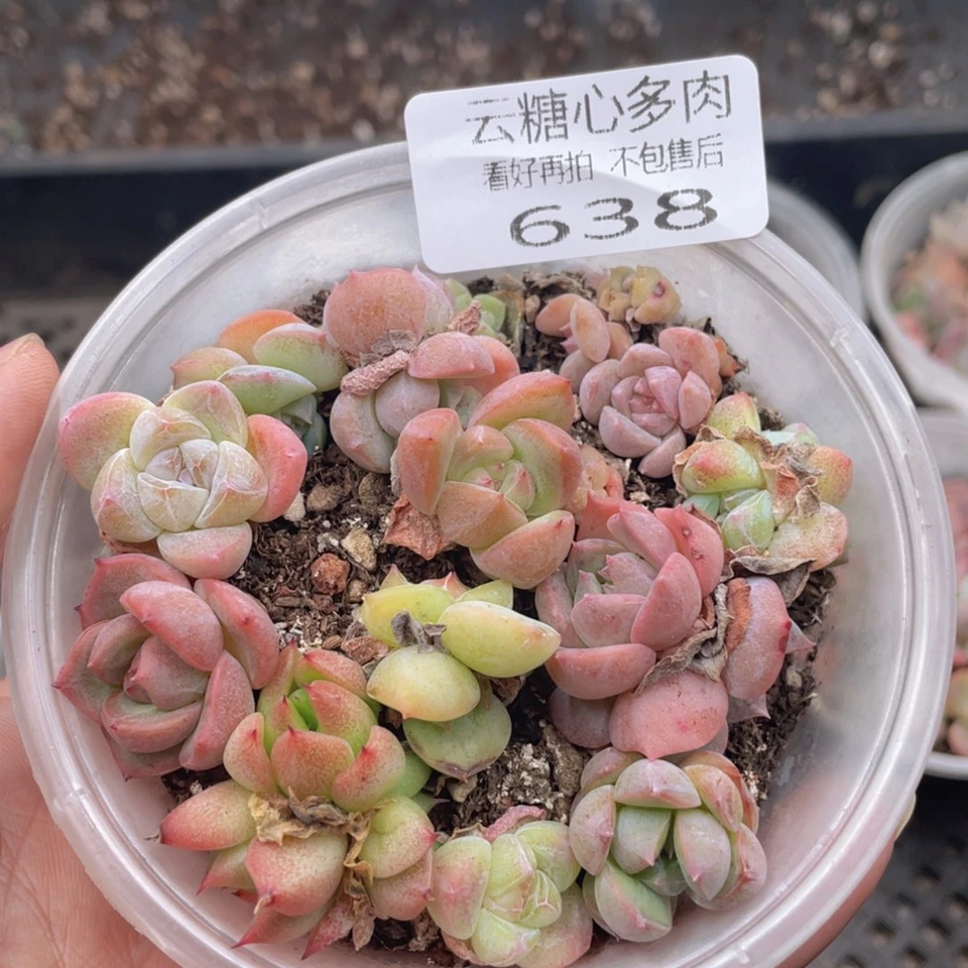 云糖心多肉植物638