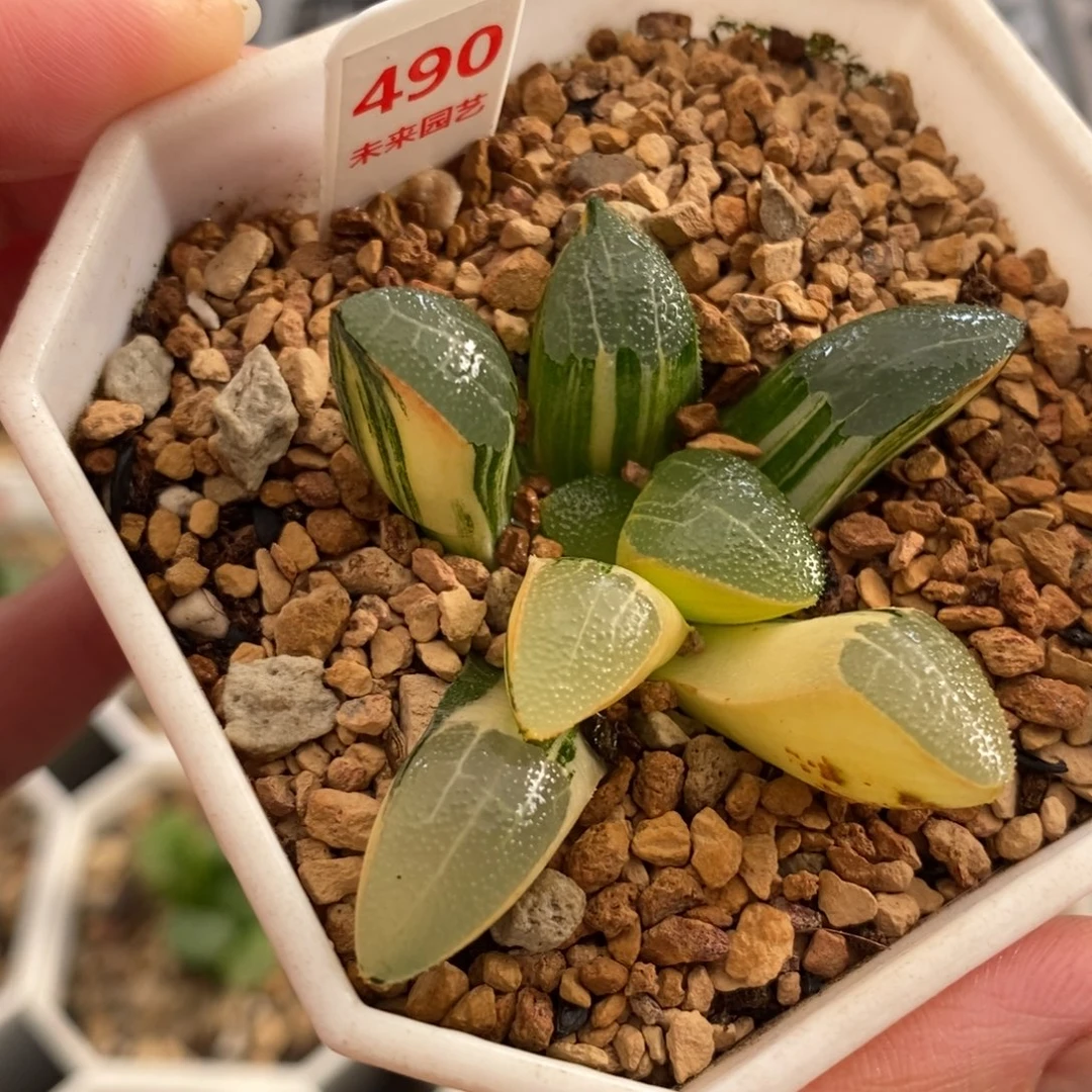 490网纹克锦一物一图