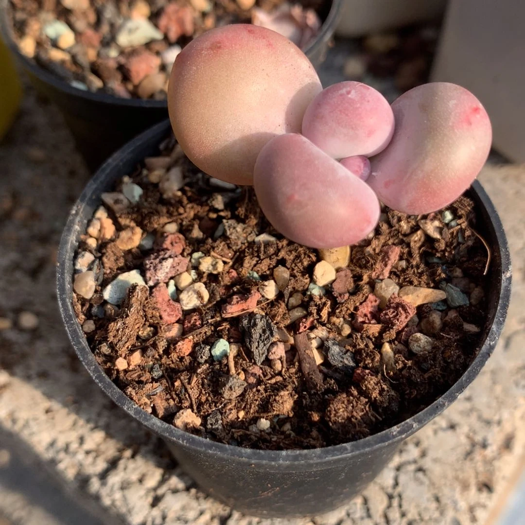 鸡蛋奶酪多肉，鸡蛋奶