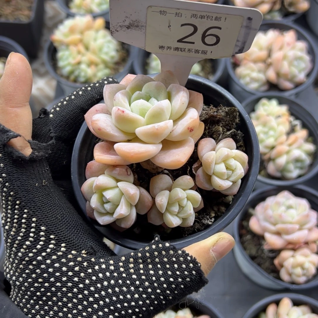 红陶1***126号多肉植物