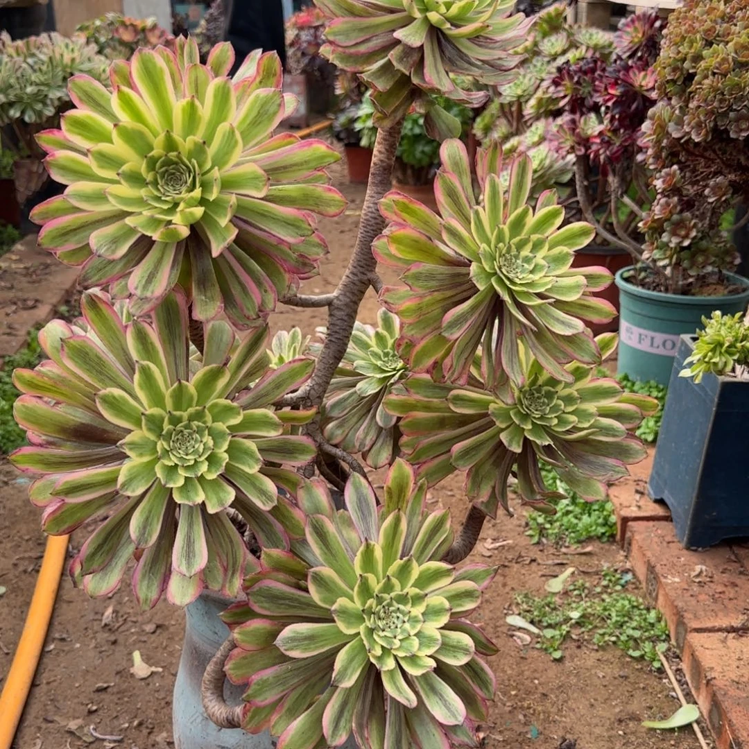 多肉植物不包损12345678