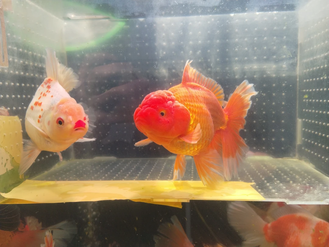 百褶泰狮精品观赏鱼冷水活体金鱼（无开箱视频，无售后）