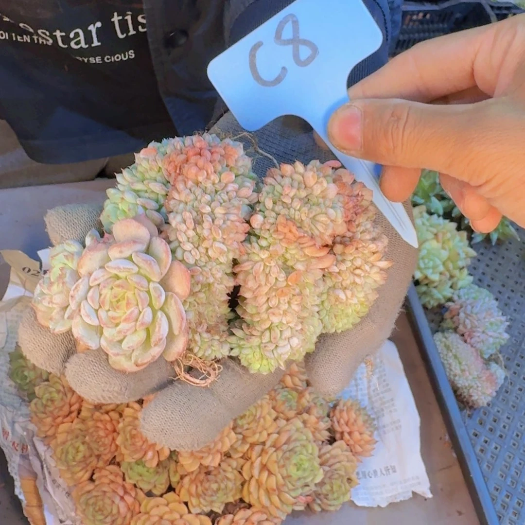 多肉植物的生长发育与生长