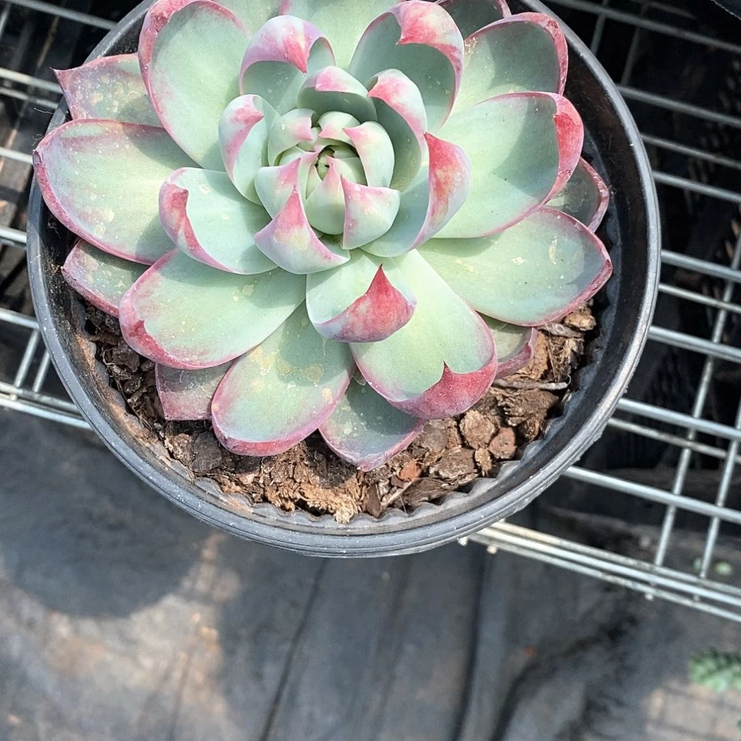 星**愿惊鸿仙子1颗带盆带土