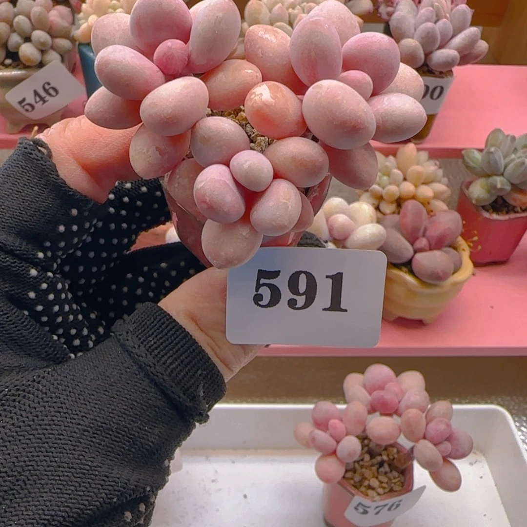 困****桃蛋591 ，带盆土发货，满38包邮非偏远。