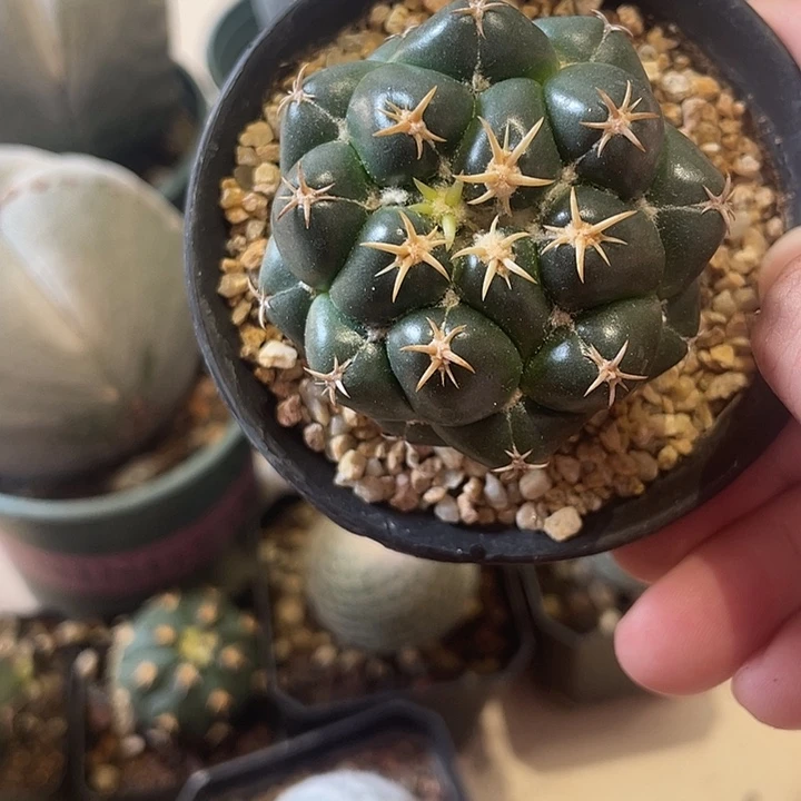 实生坦斯象牙仙人球