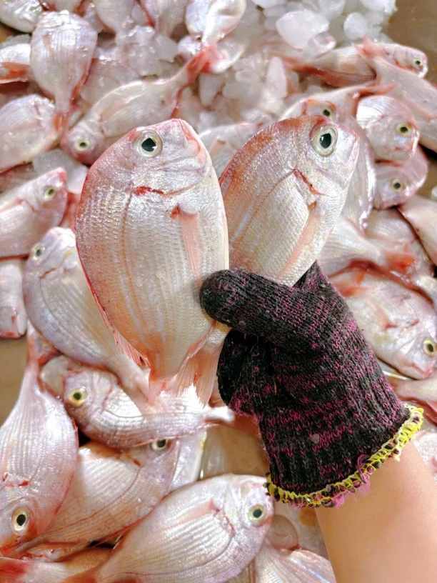 福建渔民海捕赤鯮鱼真鲷赤七3斤5斤顺丰包邮