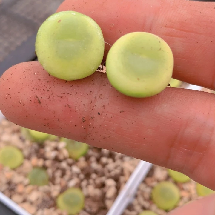 148658656558658688686868958