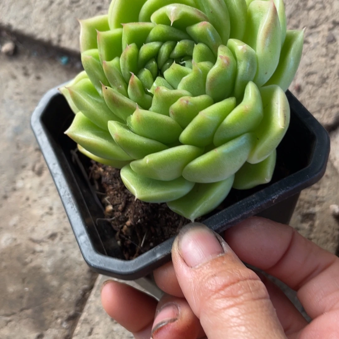 1166东云双心多肉植物