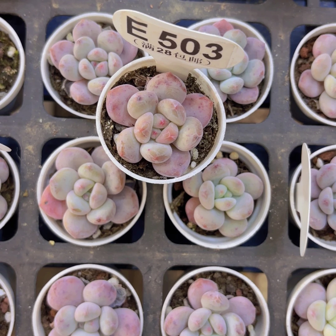 E503雪宝宝一物一拍