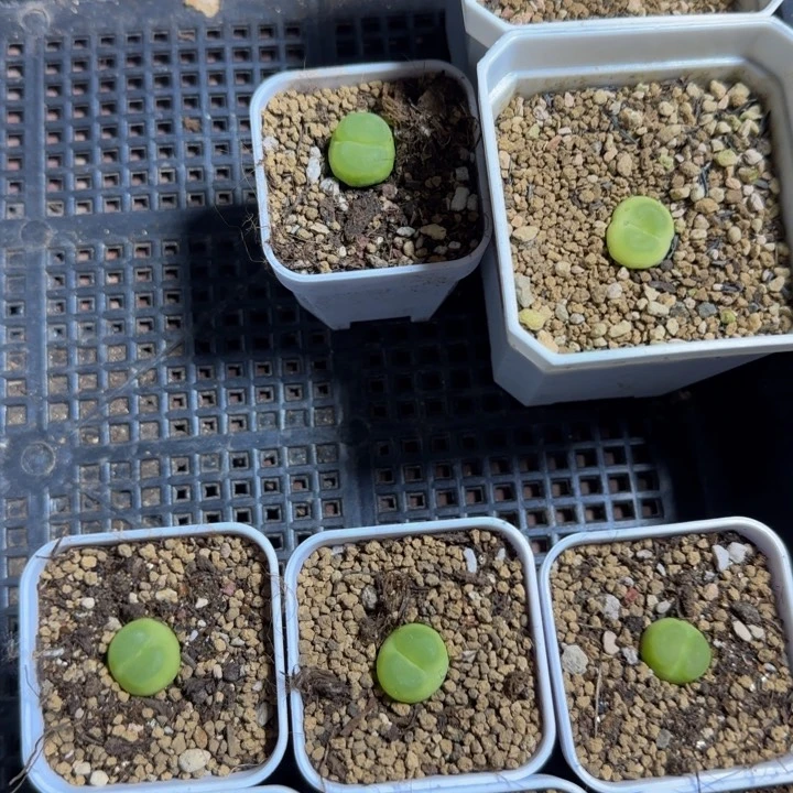 v*酱专拍漂亮多肉植物359