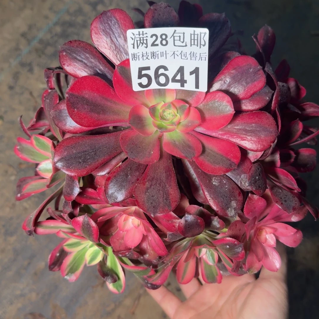 5641美杜莎多肉植物