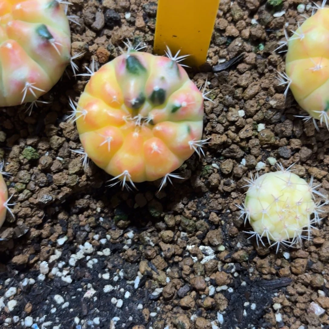 150-1223泰国发货多肉