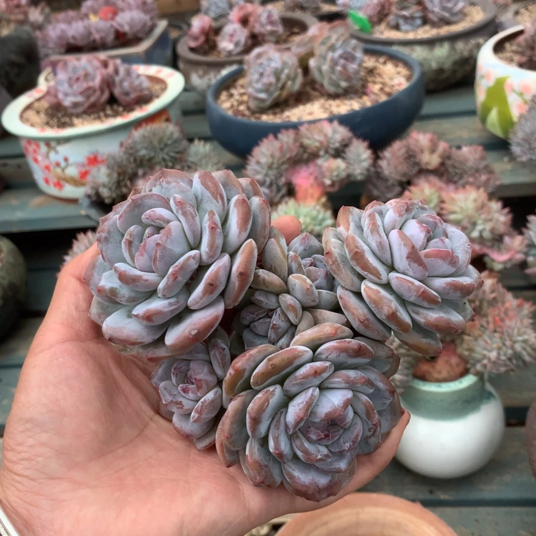 无花朵哈哈哈哈哈哈哈22