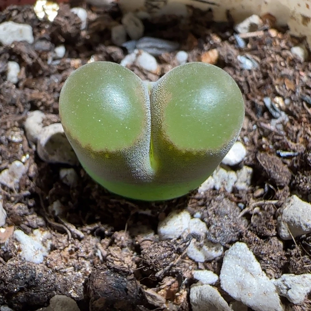 肉锥多肉植物组合-磁铁1298