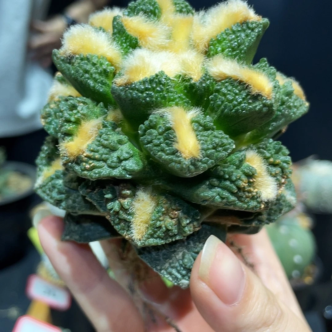 30号自根福利龟甲牡丹