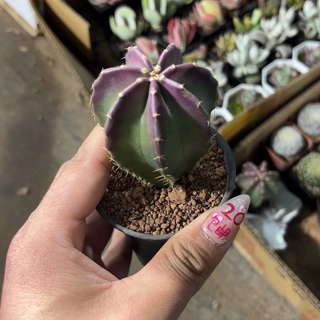 微刺虾单头发货有根