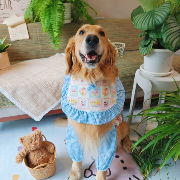 狗狗护肘可爱卡通印花宠物衣服金毛萨摩阿拉斯加外穿护膝外出神器