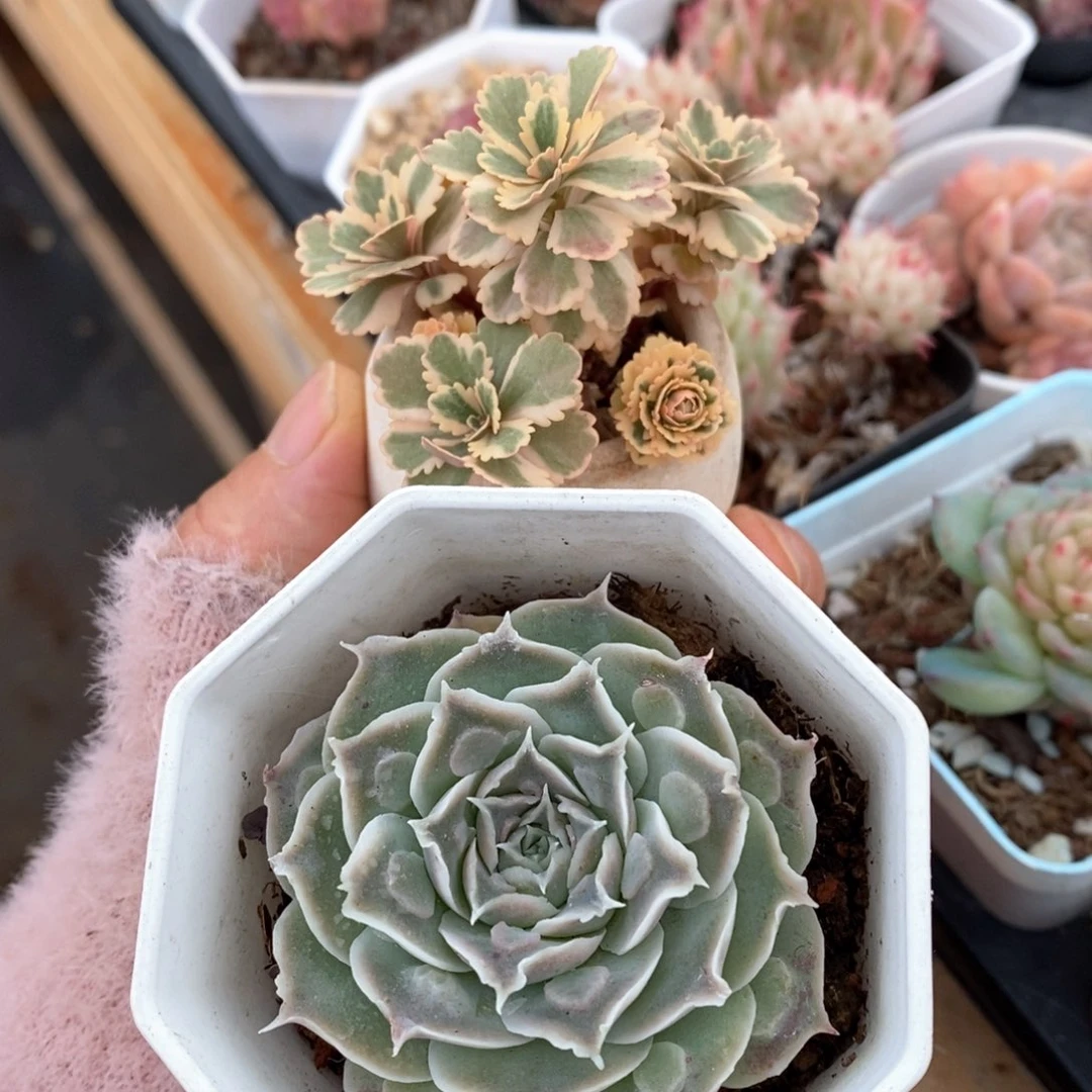 糖**脊精品多肉一物一拍111