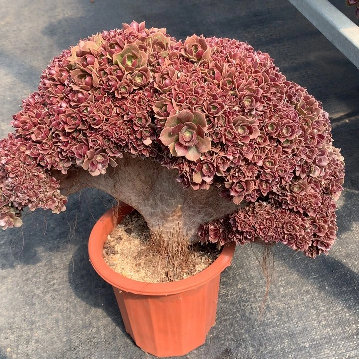 玫瑰朵朵脱土发货