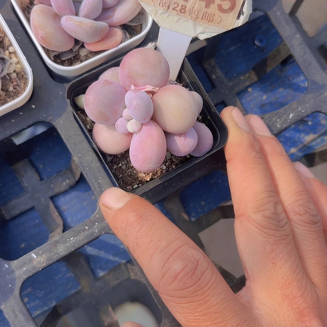 D145水光针奶酪一物一拍