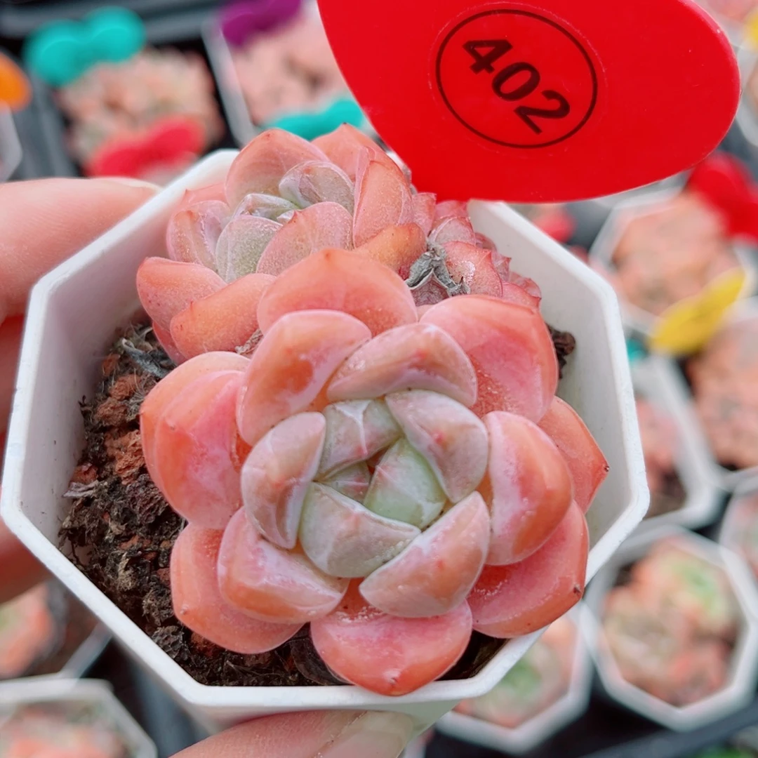 402号小老桩糖心群