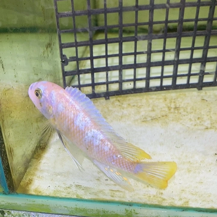 慈鲷鱼干就完了干就完了