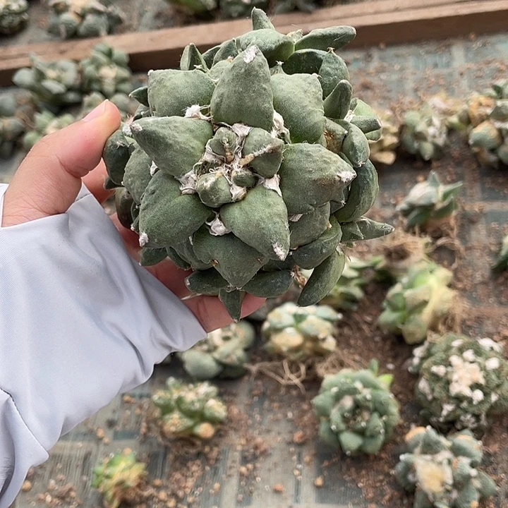 自根花牡丹群瑕疵特价