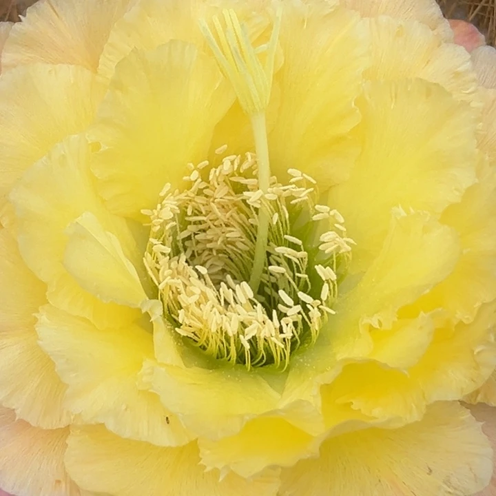 清清初春侧牙瑕疵黑点歪小球