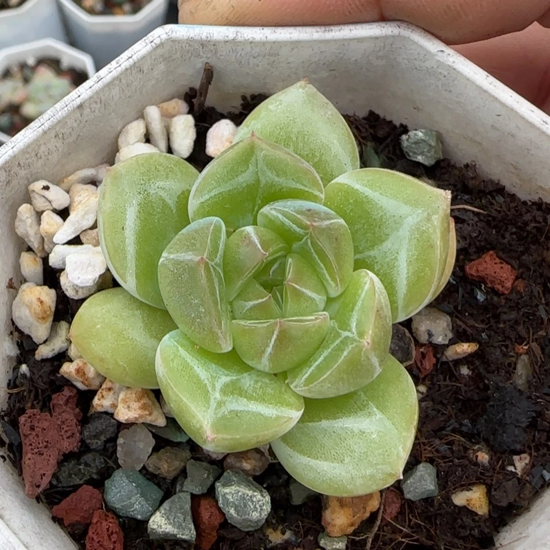 小卡拉米糖心一物一拍