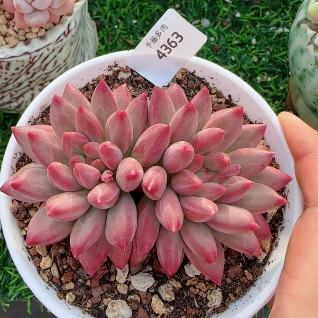 虞美人，4363多肉植物