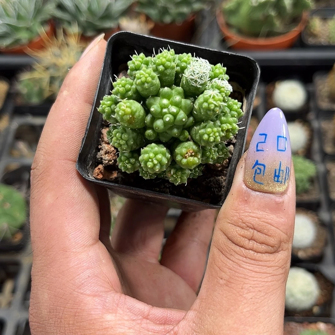 群生绿鸟单头发货有根