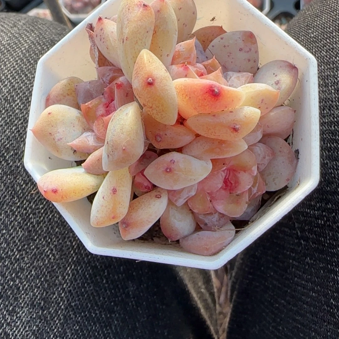 假***想多肉小卡拉米糖心一物一拍