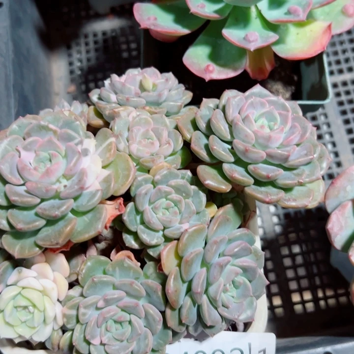 幸运的是我还没遇到你