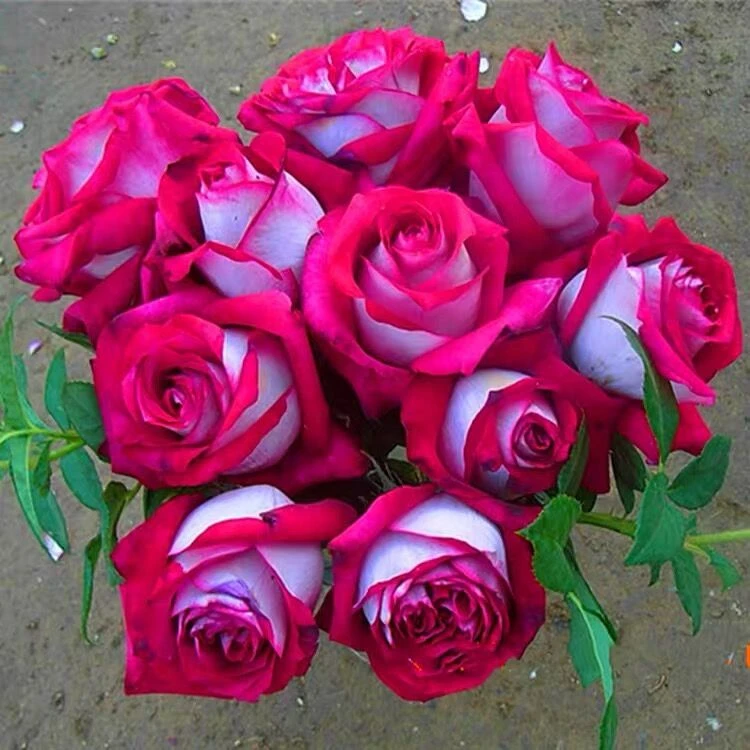 魔法师 云南玫瑰花苗大花浓香四季开花月季老根花卉绿植盆栽植物