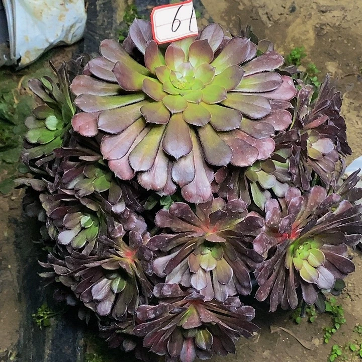 铜壶老桩捧花61号