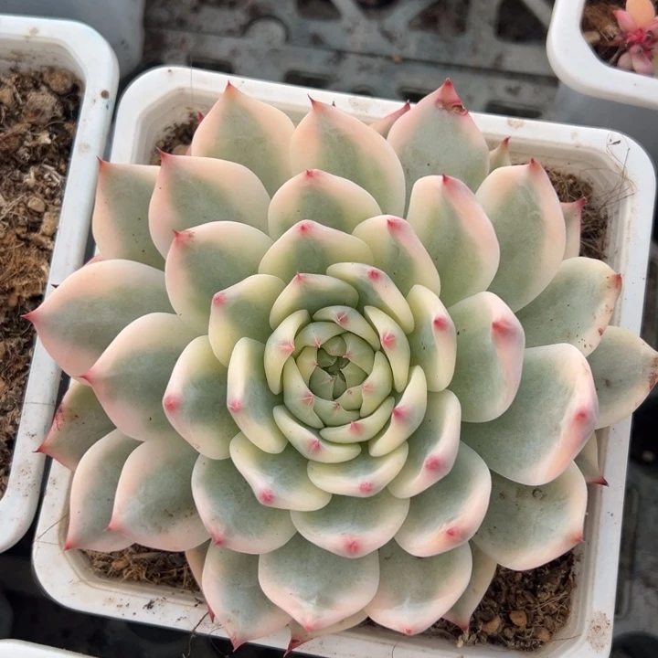 吉娃娃锦一物一拍锦龙