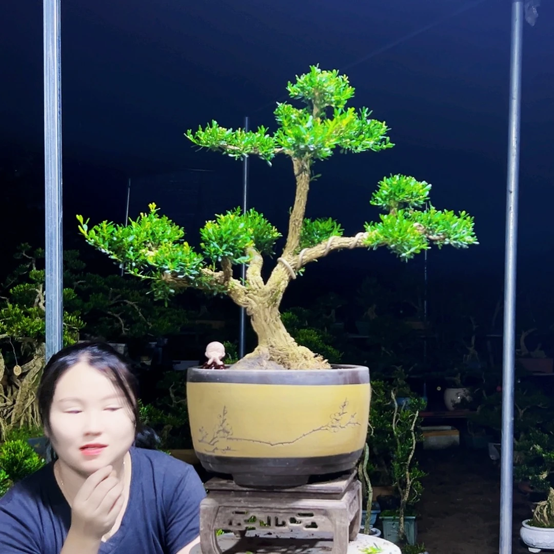 无花朵黄杨木
