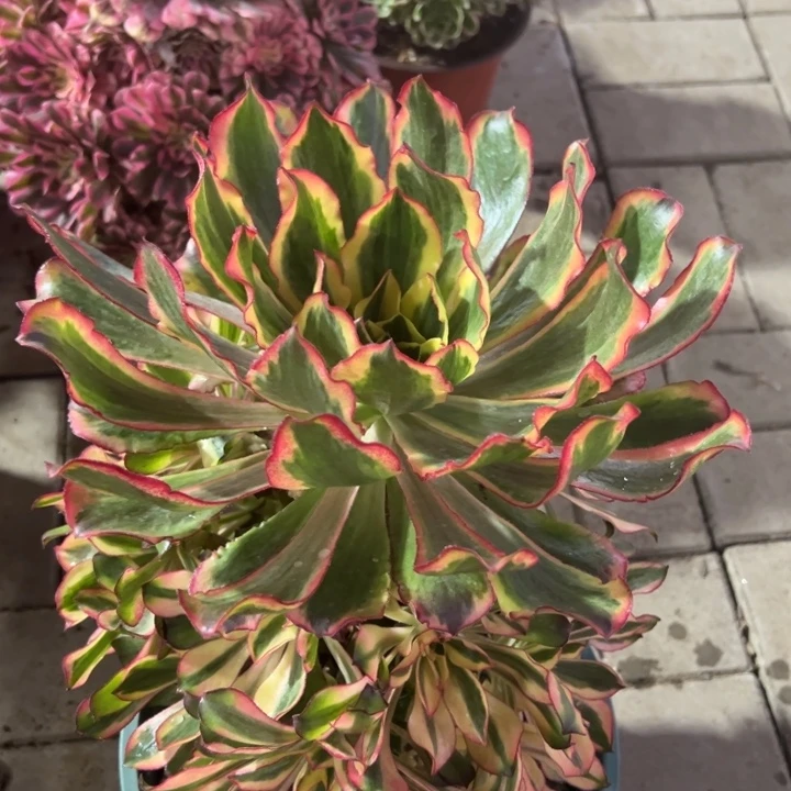 魅影多肉植物花花花花