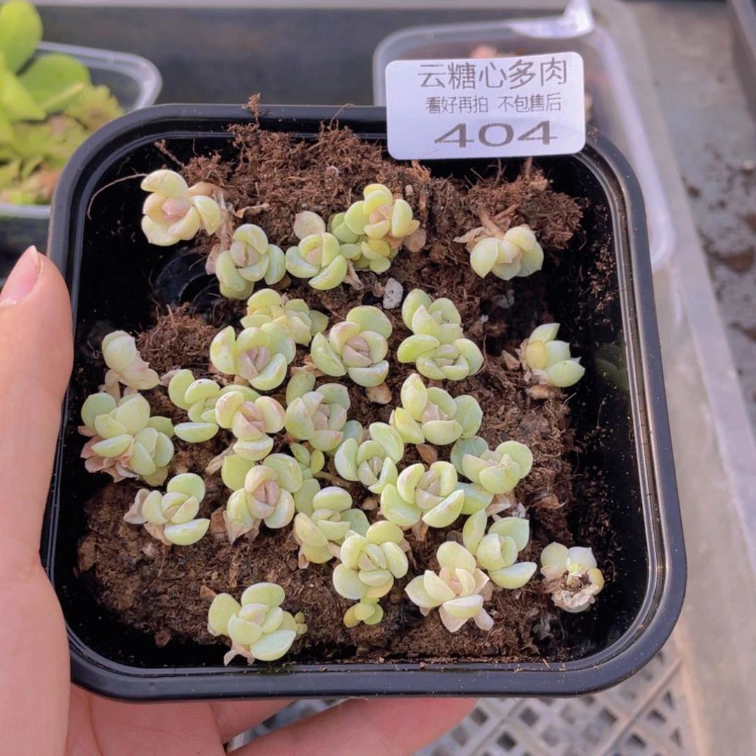 云糖心多肉植物404
