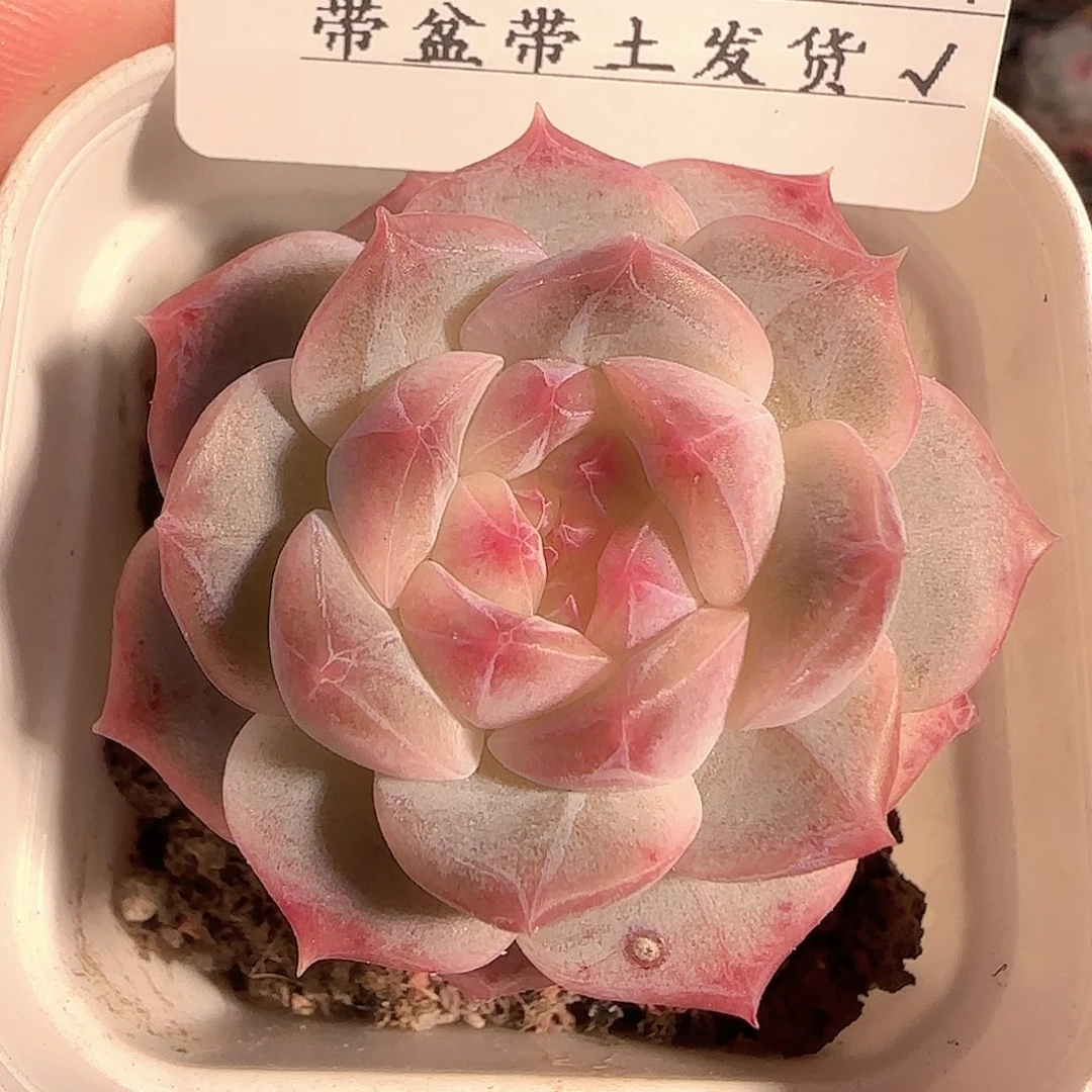 多肉1212-55福利福利