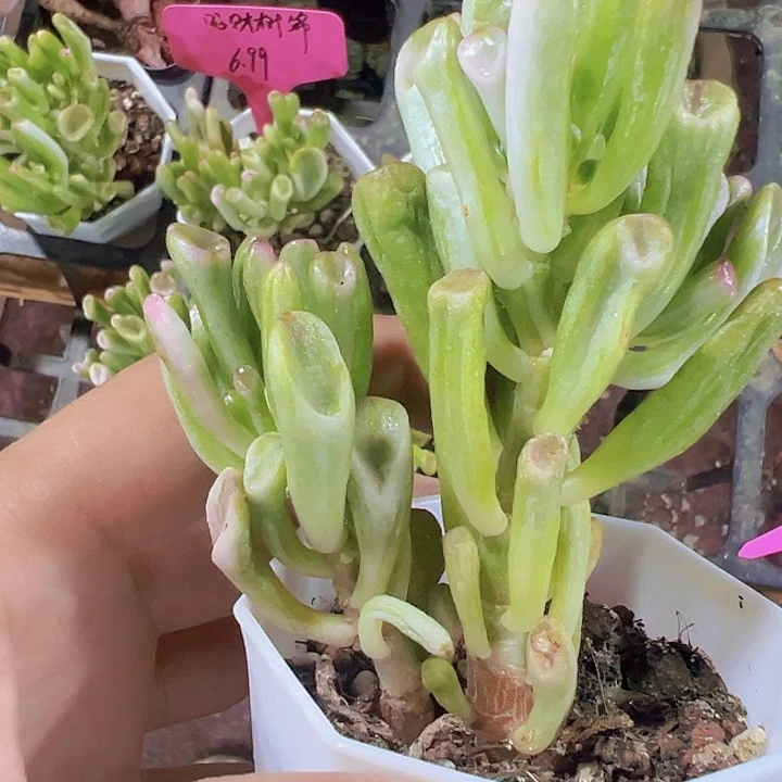 吸财树锦精品多肉植物