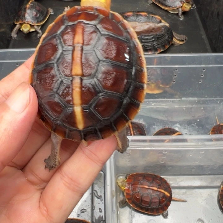 母绿毛龟果*酒啦啦了我